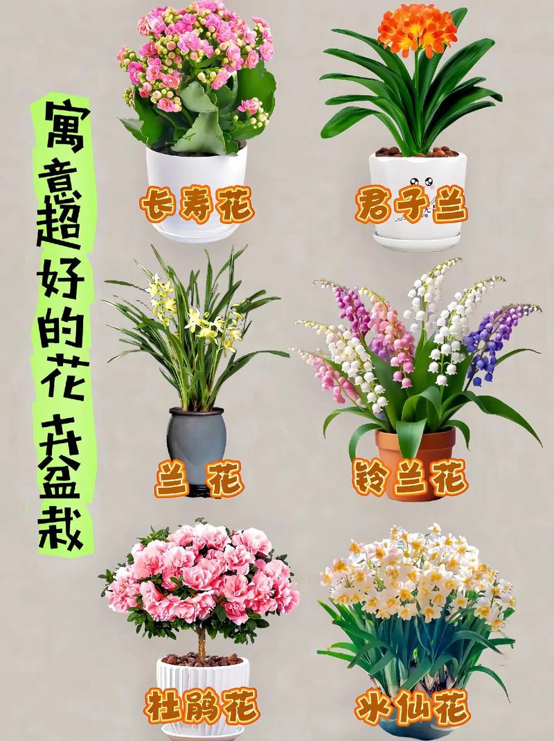 室外盆栽花有哪些常见品种及图片？-第1张图片-吾爱花网