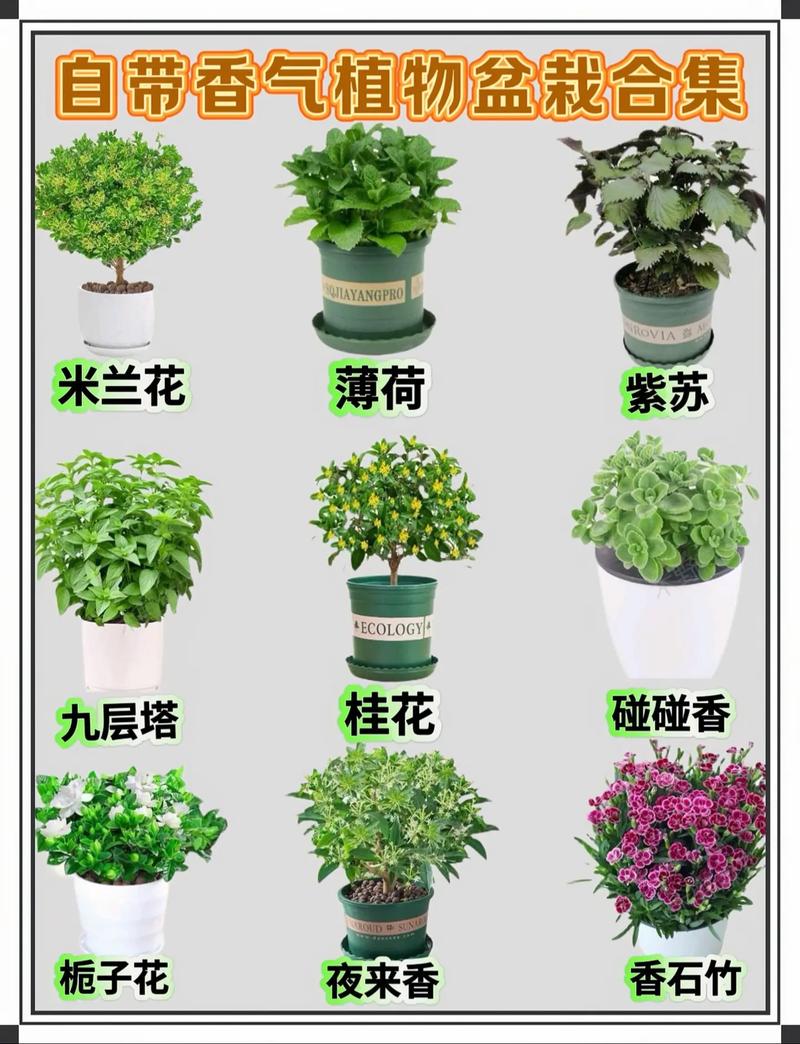 室外盆栽花有哪些常见品种及图片？-第2张图片-吾爱花网