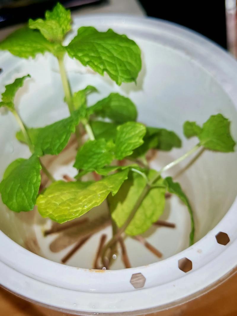 水培薄荷活多了该怎么处理?-第1张图片-吾爱花网 水培薄荷活多了该怎么处理?-第1张图片-吾爱花网