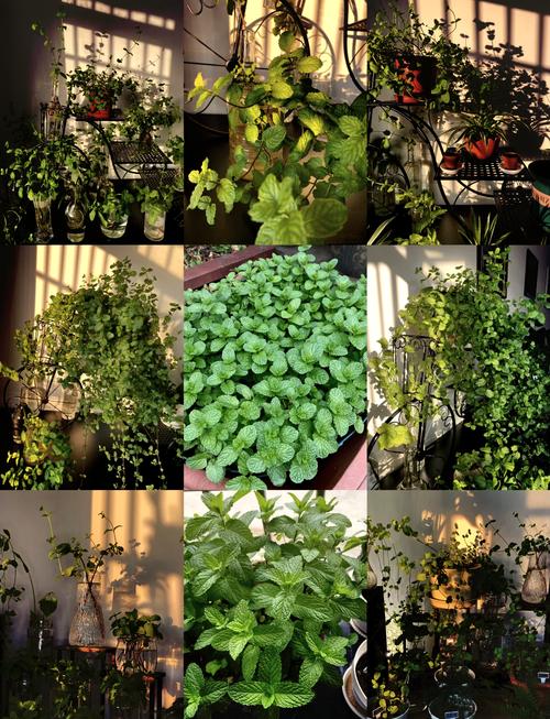 水培薄荷活多了该怎么处理?-第3张图片-吾爱花网 水培薄荷活多了该怎么处理?-第3张图片-吾爱花网