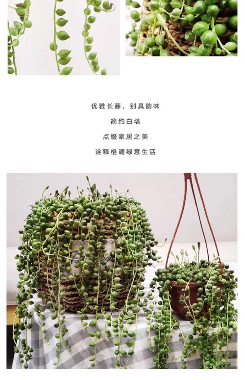 佛珠吊兰怎么繁殖最快最简单？-第1张图片-吾爱花网