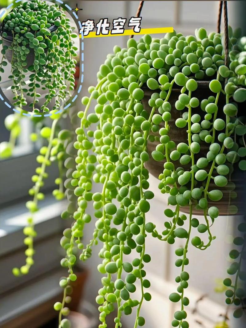 佛珠吊兰怎么繁殖最快最简单？-第2张图片-吾爱花网