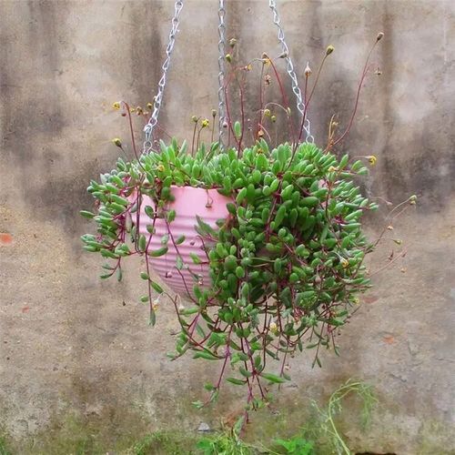 佛珠吊兰怎么繁殖最快最简单？-第3张图片-吾爱花网