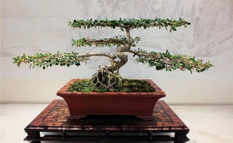 当前盆栽技术前沿突破有哪些？-第2张图片-吾爱花网