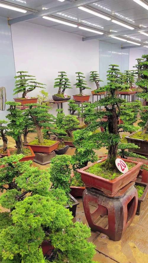 当前盆栽技术前沿突破有哪些？-第1张图片-吾爱花网