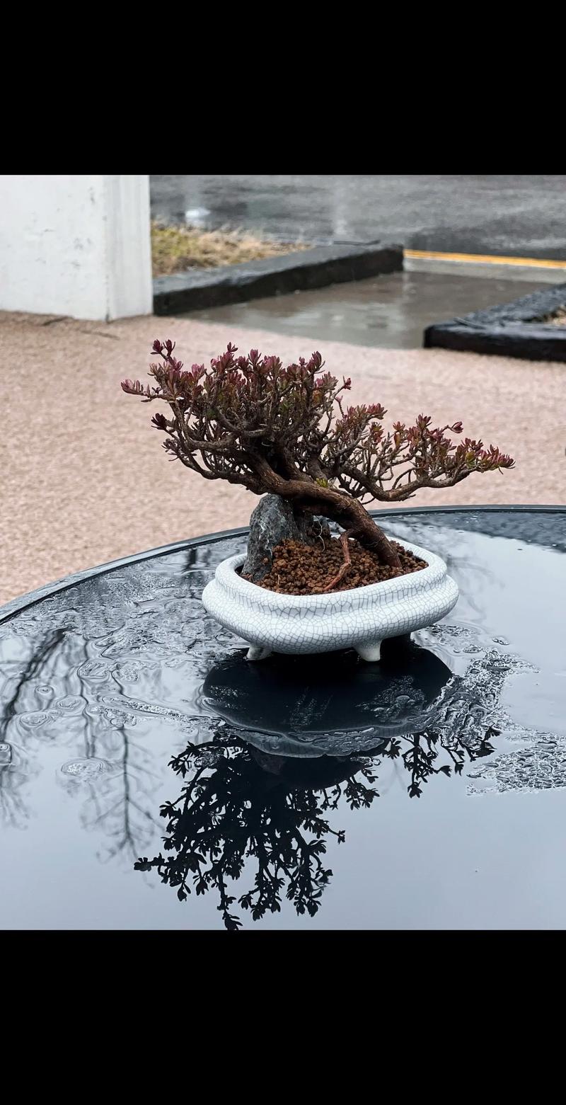 当前盆栽技术前沿突破有哪些？-第3张图片-吾爱花网