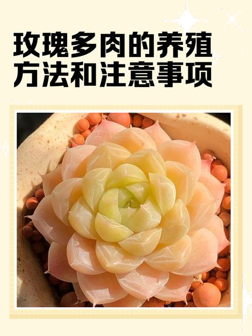 玫瑰多肉冬季养殖要点有哪些？-第1张图片-吾爱花网