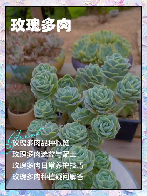 玫瑰多肉冬季养殖要点有哪些？-第2张图片-吾爱花网