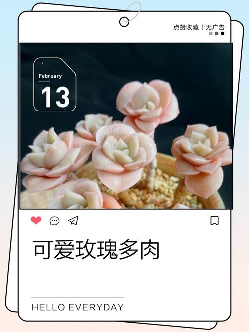 玫瑰多肉冬季养殖要点有哪些？-第3张图片-吾爱花网