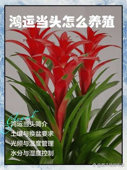 盆栽鸿运当头怎么分株-第1张图片-吾爱花网