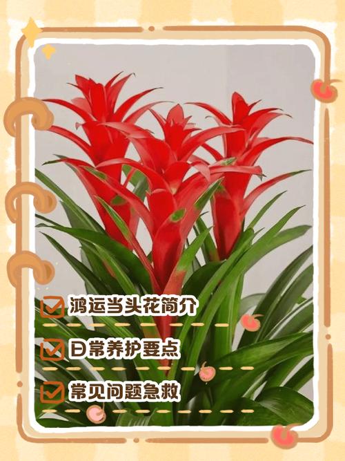 盆栽鸿运当头怎么分株-第2张图片-吾爱花网