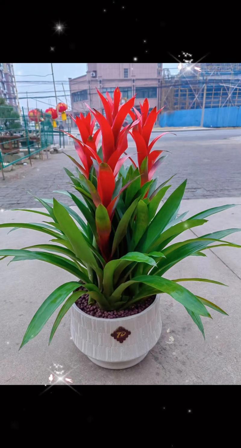 盆栽鸿运当头怎么分株-第3张图片-吾爱花网