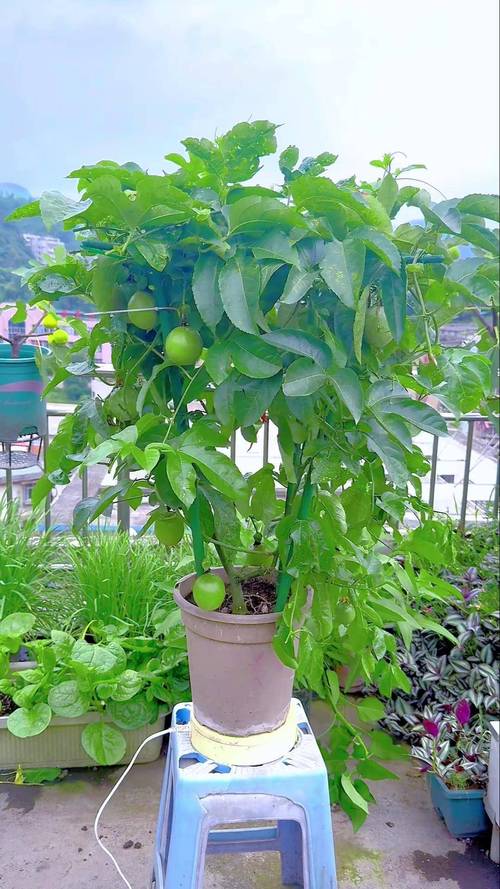 常绿叶盆栽果树怎么养？-第1张图片-吾爱花网