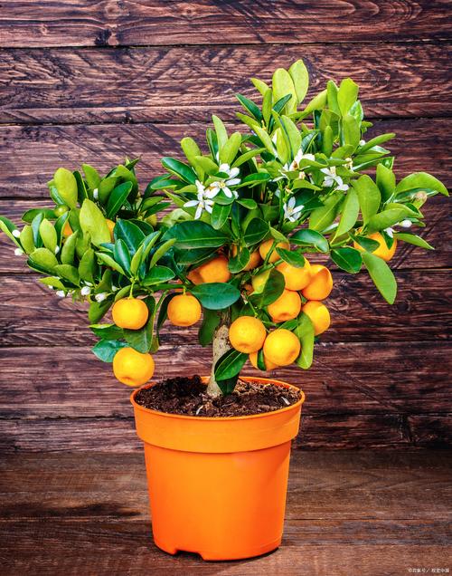 常绿叶盆栽果树怎么养？-第2张图片-吾爱花网