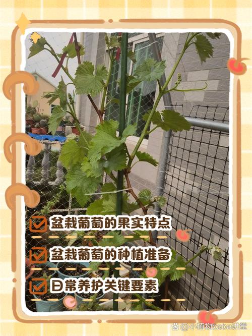 盆栽葡萄不休眠会有什么后果？-第1张图片-吾爱花网