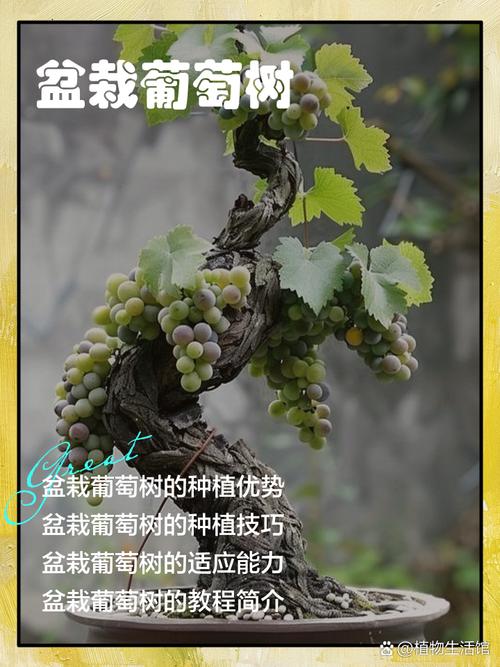 盆栽葡萄不休眠会有什么后果？-第3张图片-吾爱花网