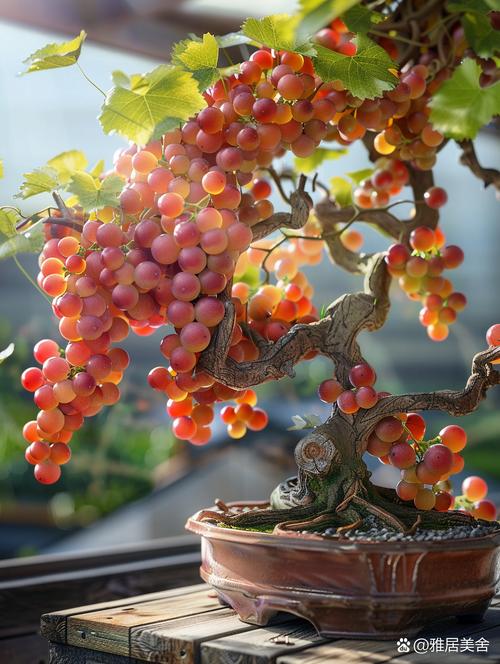 盆栽葡萄不休眠会有什么后果？-第2张图片-吾爱花网