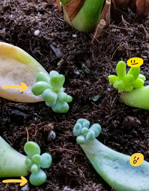 佛手多肉怎么扦插繁殖？-第1张图片-吾爱花网