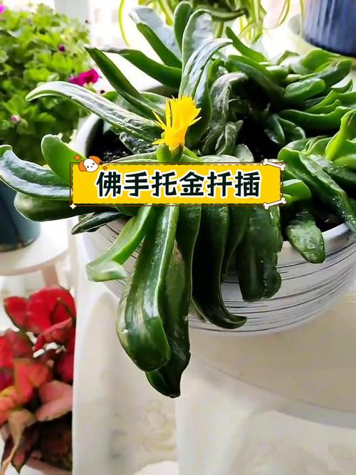 佛手多肉怎么扦插繁殖？-第2张图片-吾爱花网