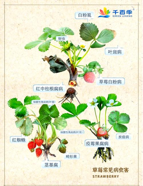 盆栽草莓怎么养才能结果多？-第1张图片-吾爱花网