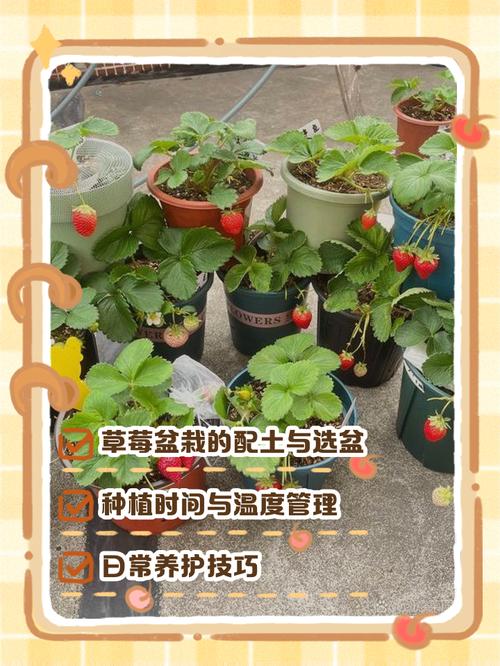 盆栽草莓怎么养才能结果多？-第3张图片-吾爱花网
