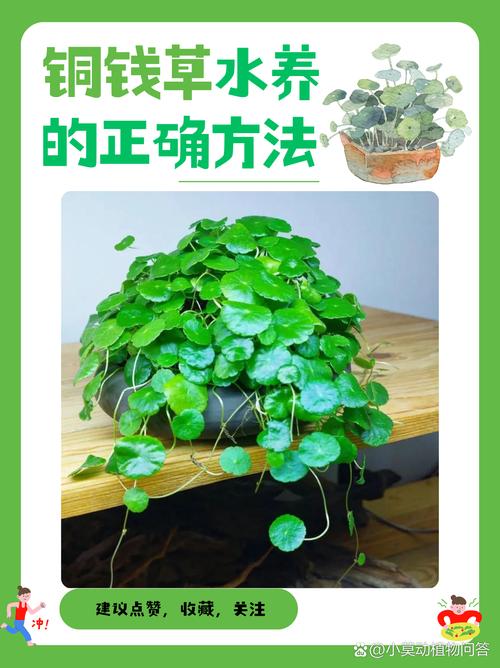 土栽金钱草怎么转水培？-第1张图片-吾爱花网