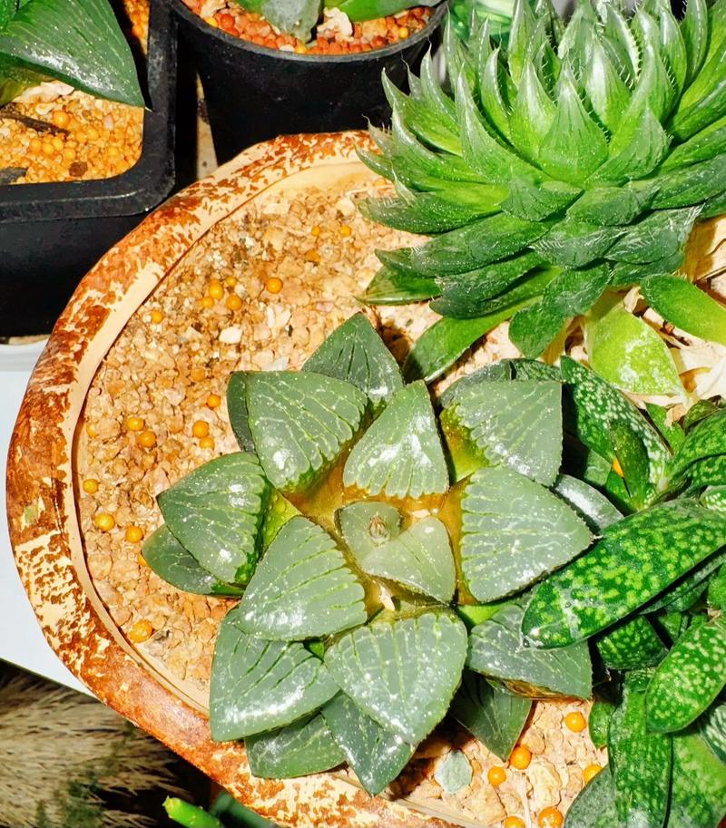 玉露叶子变软干瘪怎么办？-第2张图片-吾爱花网