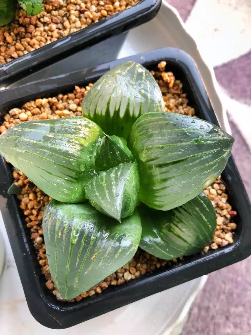 玉露叶子变软干瘪怎么办？-第3张图片-吾爱花网