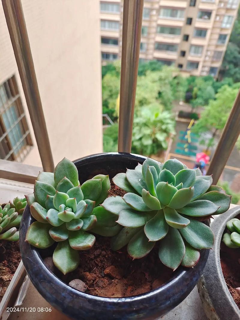 多肉种后几天该浇水？-第1张图片-吾爱花网