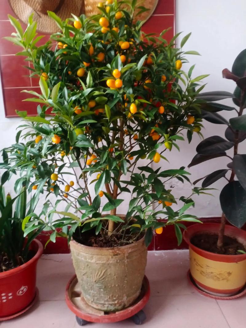 金桔盆栽冬天能结果吗？-第3张图片-吾爱花网