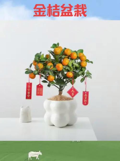 金桔盆栽冬天能结果吗？-第2张图片-吾爱花网