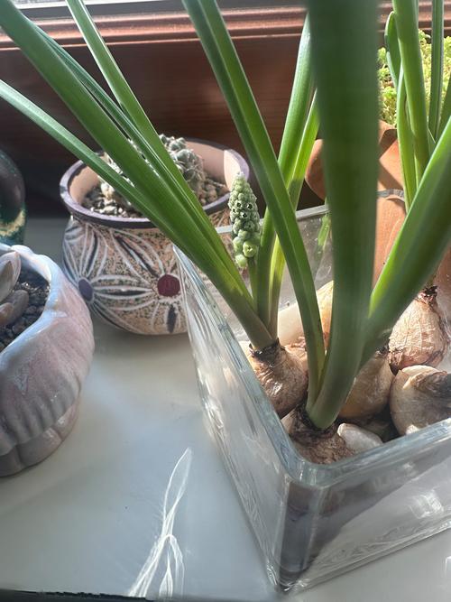 水培风信子发霉了怎么办？-第1张图片-吾爱花网