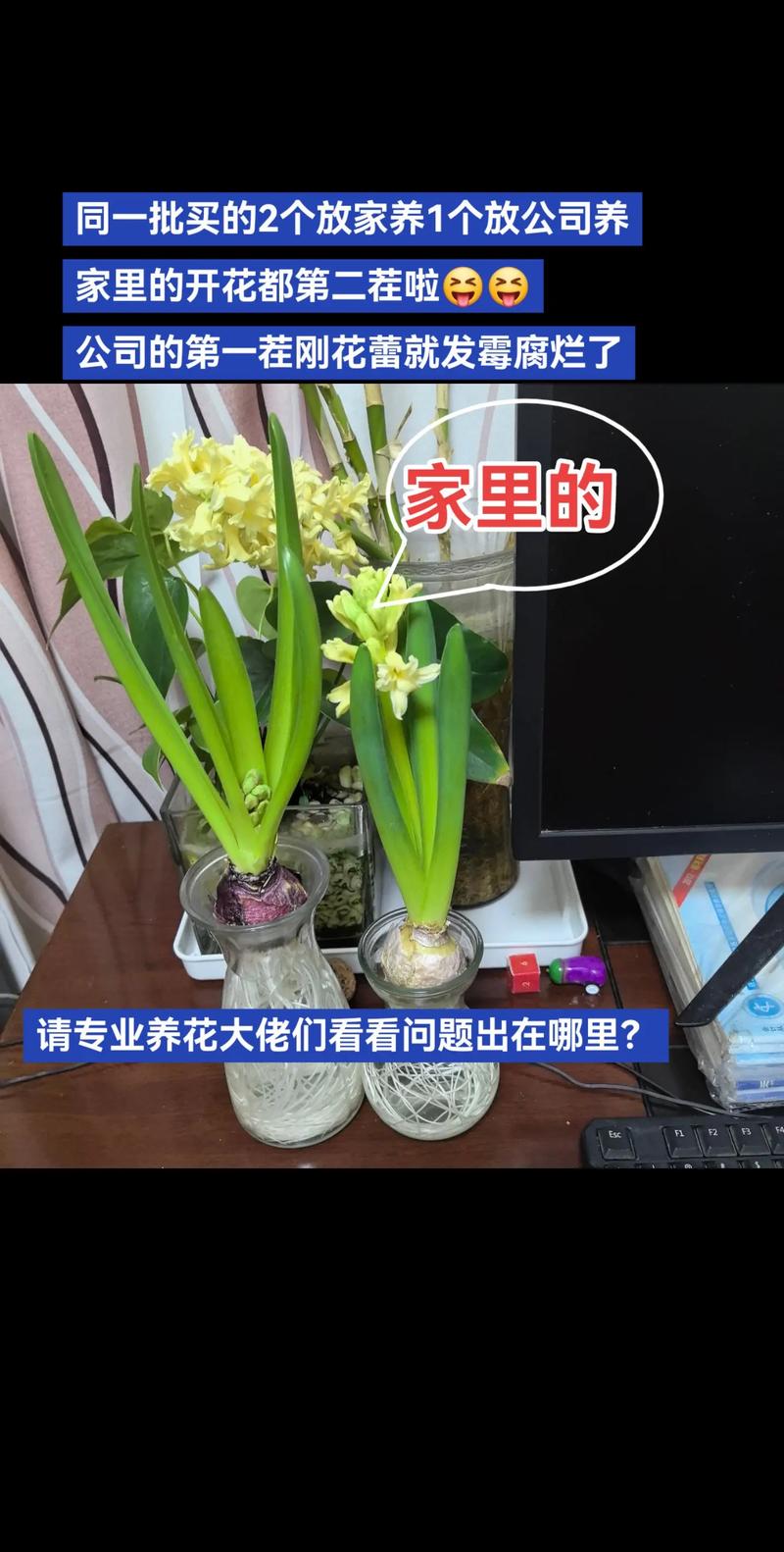 水培风信子发霉了怎么办？-第3张图片-吾爱花网