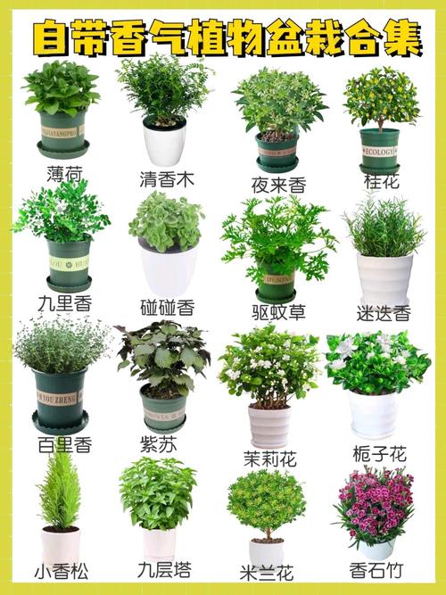 室内植物盆栽花卉有哪些常见名称？-第2张图片-吾爱花网