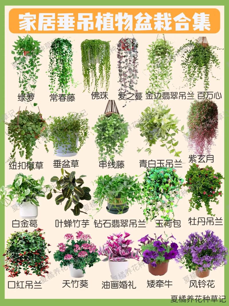 室内植物盆栽花卉有哪些常见名称？-第1张图片-吾爱花网