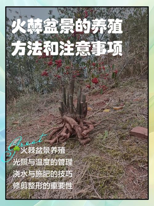 火棘盆栽冬天如何养护?-第1张图片-吾爱花网 火棘盆栽冬天如何养护?-第1张图片-吾爱花网