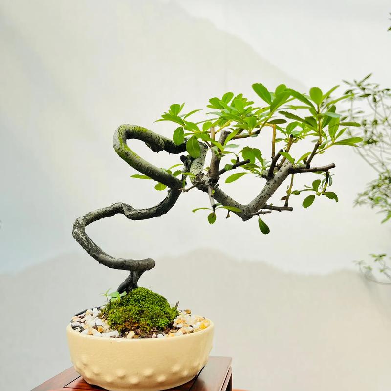 火棘盆栽冬天如何养护?-第2张图片-吾爱花网 火棘盆栽冬天如何养护?-第2张图片-吾爱花网