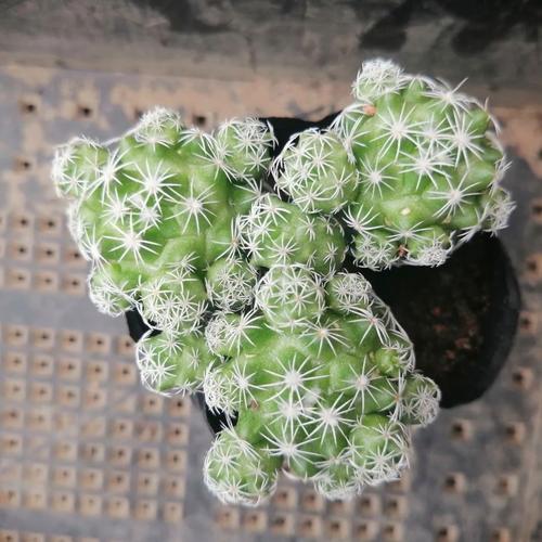 白鸟种植要点有哪些？-第1张图片-吾爱花网