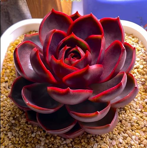 红色多肉玫瑰品种有哪些？-第1张图片-吾爱花网