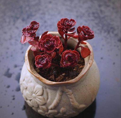 红色多肉玫瑰品种有哪些？-第2张图片-吾爱花网