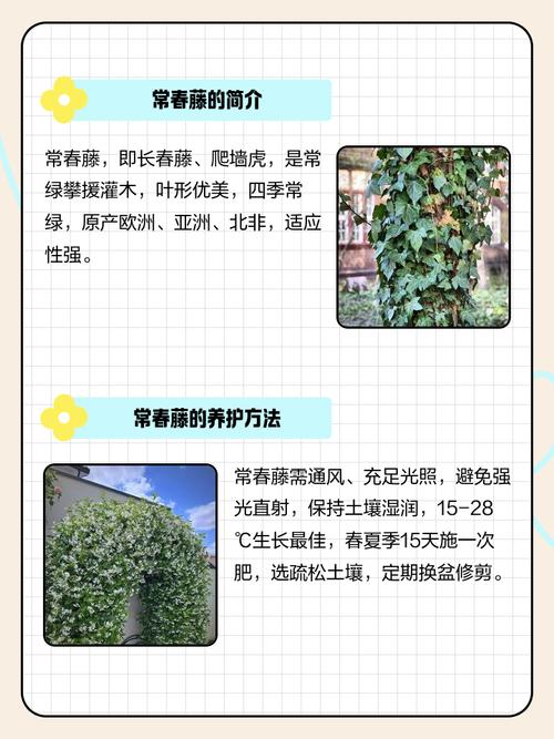 长春藤剪枝后能水培生根吗？-第1张图片-吾爱花网