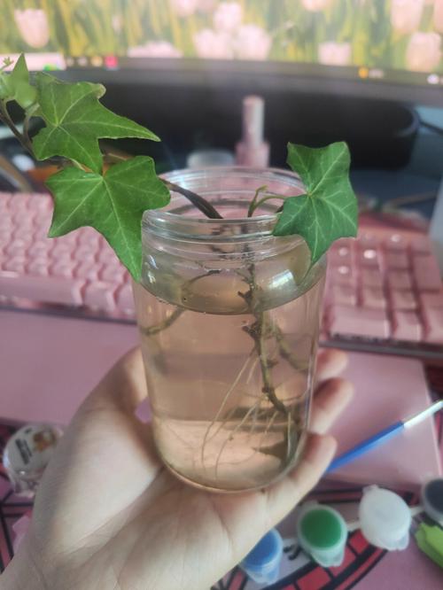 长春藤剪枝后能水培生根吗？-第2张图片-吾爱花网