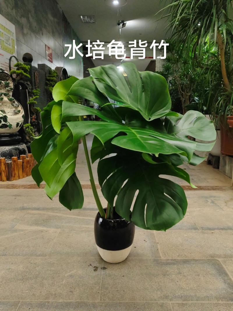 龟背竹水培能养鱼吗？-第1张图片-吾爱花网