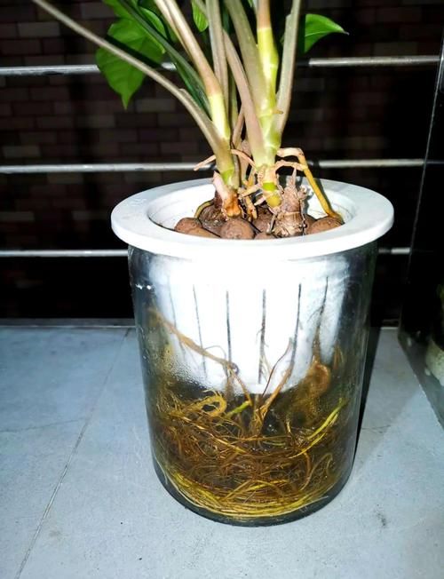 合果芋水培营养液怎么加?-第1张图片-吾爱花网 合果芋水培营养液怎么加?-第1张图片-吾爱花网