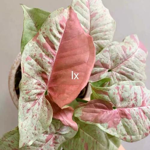 合果芋水培营养液怎么加?-第3张图片-吾爱花网 合果芋水培营养液怎么加?-第3张图片-吾爱花网