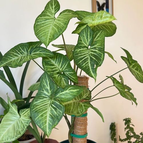 合果芋水培营养液怎么加?-第2张图片-吾爱花网 合果芋水培营养液怎么加?-第2张图片-吾爱花网