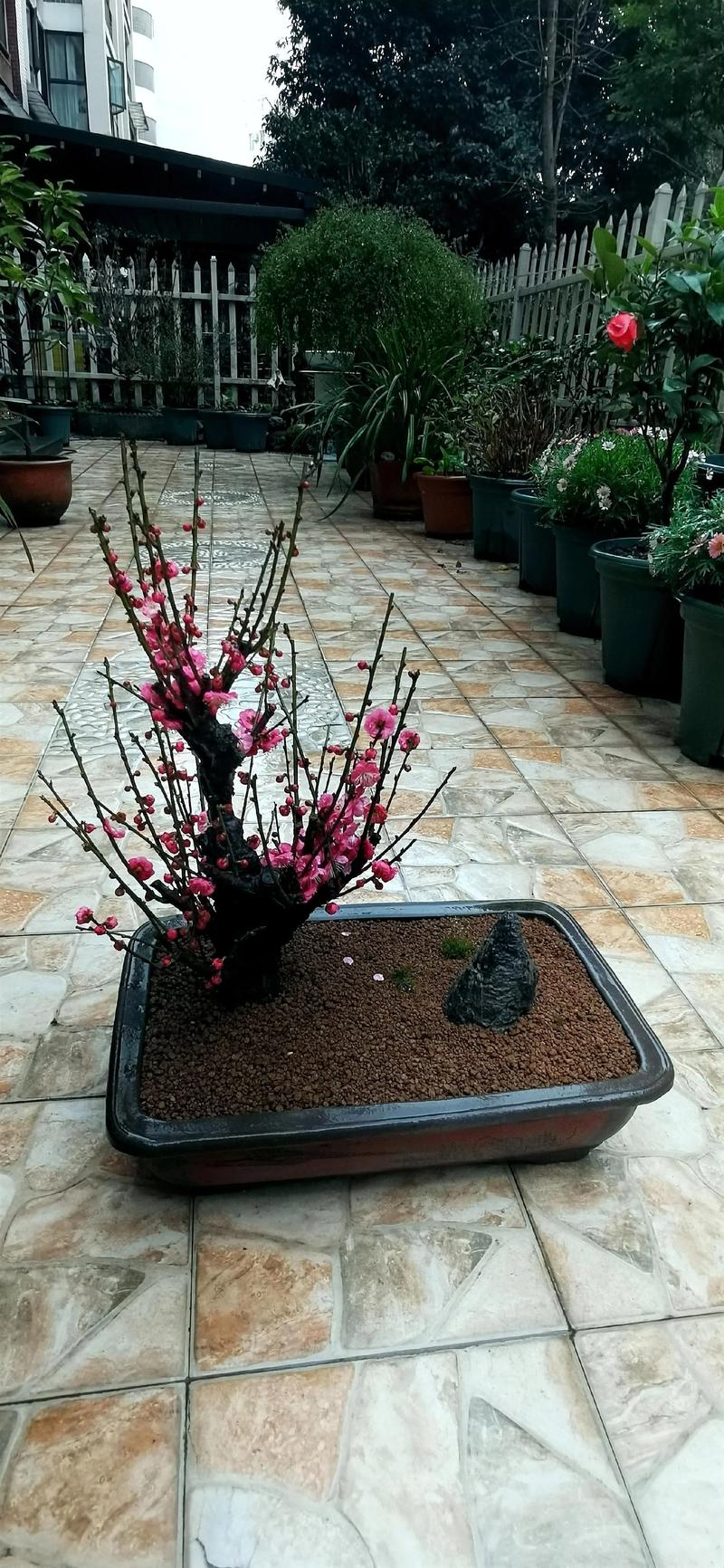 红梅盆栽花有哪些常见品种及图片？-第1张图片-吾爱花网