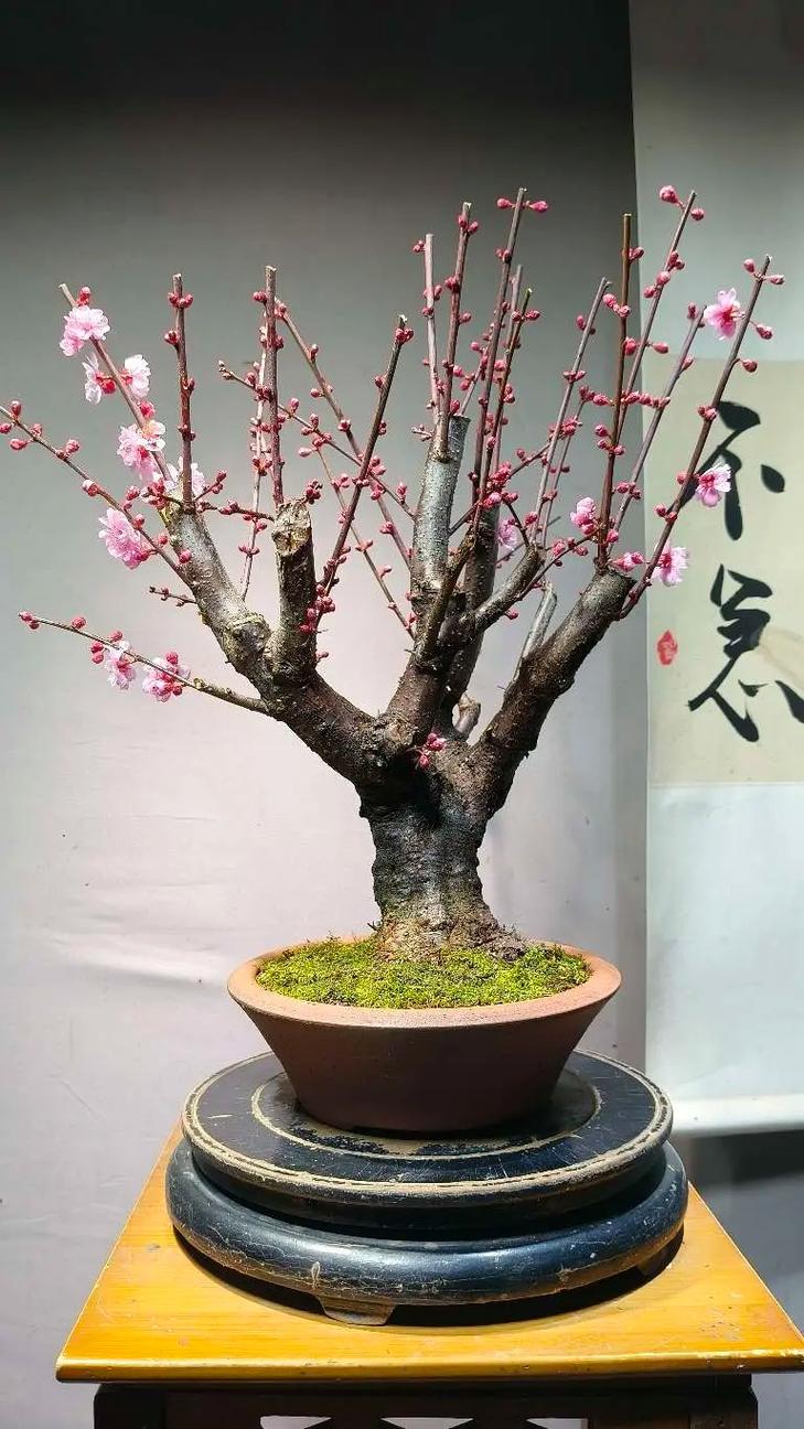 红梅盆栽花有哪些常见品种及图片？-第2张图片-吾爱花网