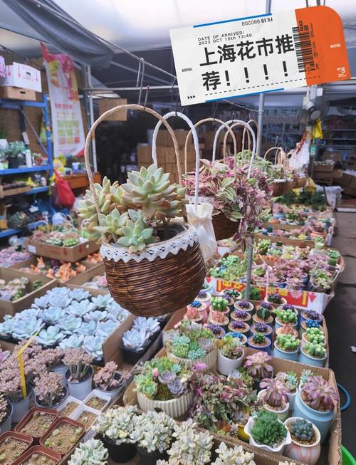 中国多肉市场最大规模在哪里?-第1张图片-吾爱花网 中国多肉市场最大规模在哪里?-第1张图片-吾爱花网