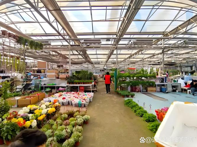 中国多肉市场最大规模在哪里?-第3张图片-吾爱花网 中国多肉市场最大规模在哪里?-第3张图片-吾爱花网